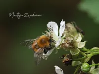 Foto: Boomhommel [Bombus hypnorum] Herpetuin Maashorst (11jun2026) 